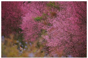 Xuýt xoa trước vẻ đẹp mai anh đào ở Mộng Đào Nguyên