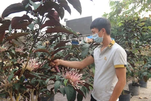 Xuất hiện loài hoa đẹp, độc lạ để chưng tết ở TP.HCM 