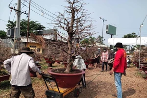 Nhộn nhịp mai vàng phía Nam 'bay' ra Hà Nội