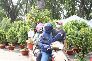 Chợ hoa tết TP.HCM khoe sắc 
