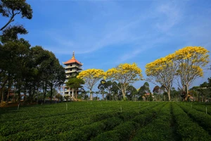 Phượng vàng rực rỡ phố núi Bảo Lộc