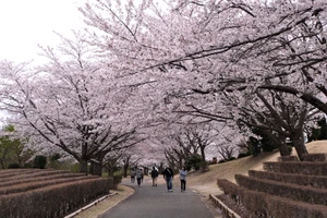 Tour du lịch ngắm hoa anh đào ở các nước Đông Bắc Á đang sôi động