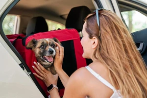 Khách Việt ưu tiên thú cưng khi lựa chọn các dịch vụ du lịch 