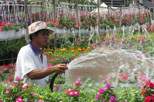 Về Sa Đéc ngắm ngàn sắc hoa