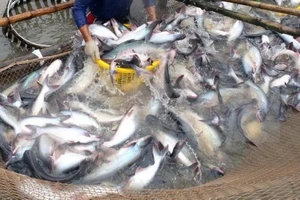 Đề xuất mỗi tỉnh thành lập một 'khu công nghiệp cá tra'