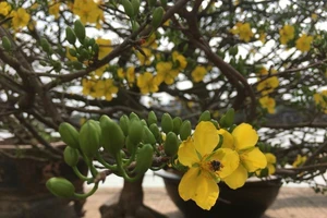 Hoa kiểng phập phồng ngày giáp tết