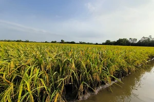 Đặt cọc mua đất lúa không thành, bị đơn đòi phạt cọc gần 1,8 tỉ 