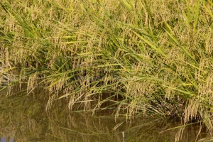 Vụ án kiện ‘cò lúa’ đòi tiền bán lúa 