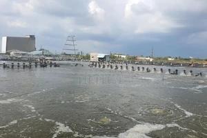 Kiện hàng xóm đòi bồi thường vì để nước sông tràn tự do vào… ao tôm công nghiệp nhà mình