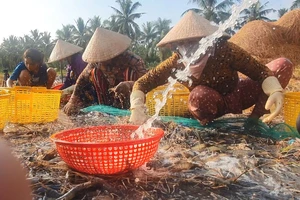 Ba giải pháp đổi mới sáng tạo để ngành tôm Việt Nam phát triển bền vững