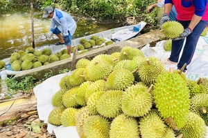 Mất cọc 250 triệu đồng mua sầu riêng vì đơn phương chấm dứt hợp đồng