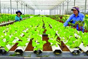 Bất ngờ với năng suất lúa tăng gấp 4 lần, giá gạo cao nhờ áp dụng mô hình sạch