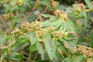 Da trắng mịn màng chỉ với cây cỏ sữa