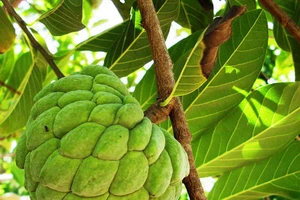 Lợi ích tuyệt vời từ trái na