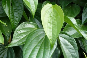 Mẹo hay chữa “viêm cánh”