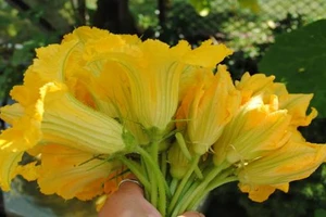 Thực phẩm giúp chữa bệnh từ hoa