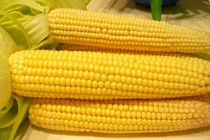 Tích cực ăn bắp luộc đề phòng bệnh tim mạch