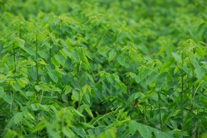 Những loại rau quả bà bầu nên kiêng