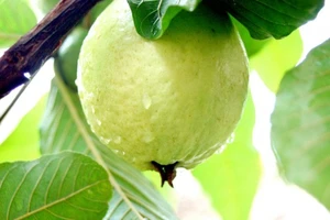 Khám phá tác dụng chữa bệnh của trái ổi