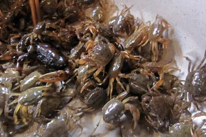 Nguy hiểm cần biết khi ăn cua đồng