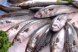 10 lý do ưu tiên cá biển trong thực đơn