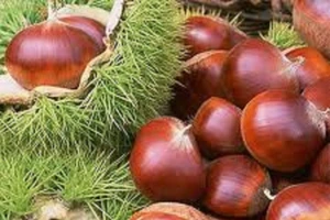 10 loại hạt quen thuộc cực tốt cho sức khỏe