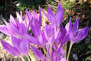 Những loài hoa đẹp và độc chết người