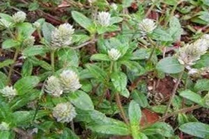 Phát “sốt” với cây nở ngày đất