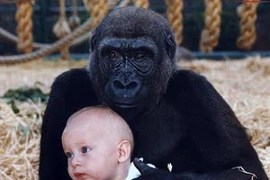  “Đoàn tụ” cảm động của cô gái với khỉ đột sau 10 năm