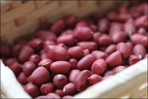 Nên ăn thực phẩm họ đậu như thế nào?