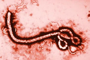 WHO khuyến cáo người khỏi Ebola kiêng sex trong 3 tháng