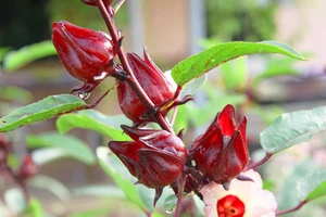 Công dụng chữa bệnh tuyệt vời của hoa atiso đỏ