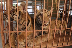 Vụ vứt hai con hổ xuống đường: Sẽ bàn giao hai con hổ cho trung tâm cứu hộ động vật hoang dã