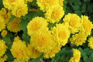 Những phương thuốc chữa bệnh từ hoa cúc