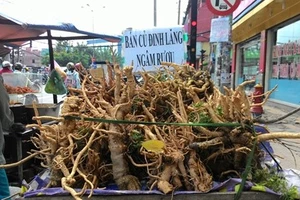 Rượu ngâm rễ cây: Bổ đâu chưa thấy, coi chừng bổ ngửa