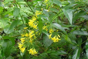 Hai người chết vì uống rượu ngâm rễ cây: Nhiều khả năng ngộ độc do lá ngón