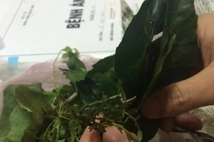 Ngộ độc vì uống lá cây trị tiêu chảy