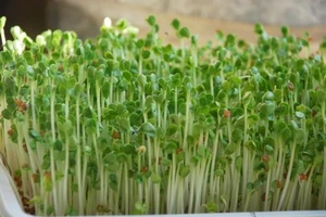 Tác dụng chữa bệnh của rau mầm