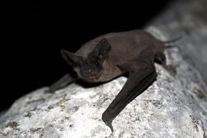 Loài dơi không đuôi có thể là nguồn gốc gây ra đại dịch Ebola