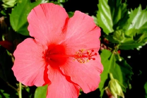 Bí quyết làm đẹp bằng hoa của Ấn Ðộ