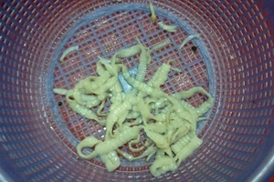 Đốt sán bò ra từ cơ thể - bệnh nguy hiểm không ngờ tới