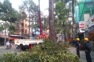 Cây dầu lớn bất ngờ gãy ngang trên phố, cụ già hoảng hồn ngất xỉu 