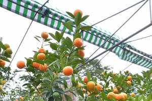 Rộ mốt chơi quất cảnh trồng trong bình, giá tiền triệu