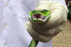 Rắn lục đuôi đỏ bị cắt rời đầu vẫn có thể phóng nọc độc