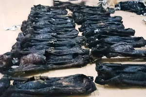 Phát hiện gần 20 xác linh trưởng quý hiếm trên xe khách