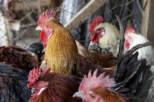 Hàn Quốc báo động chó nhà nhiễm cúm gia cầm