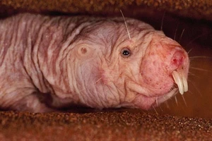 Chìa khóa chữa ung thư trong tay chuột chũi 'khỏa thân'