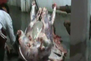 Bắt lò mổ bơm nước vào thịt bò làm tăng 15-20kg