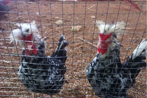 Gà hoàng gia, chim hoàng đế vào cỗ Tết nhà giàu