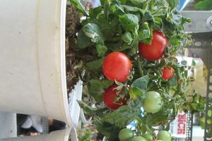 Ngắm kiểng ‘mộc’ ra phố dịp Tết